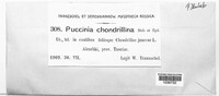 Puccinia chondrillina image